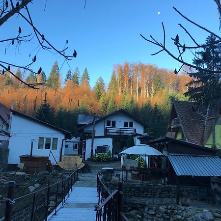 Villa Podul De Brazi - Fir Bridge Cîrţişoara Exterior foto