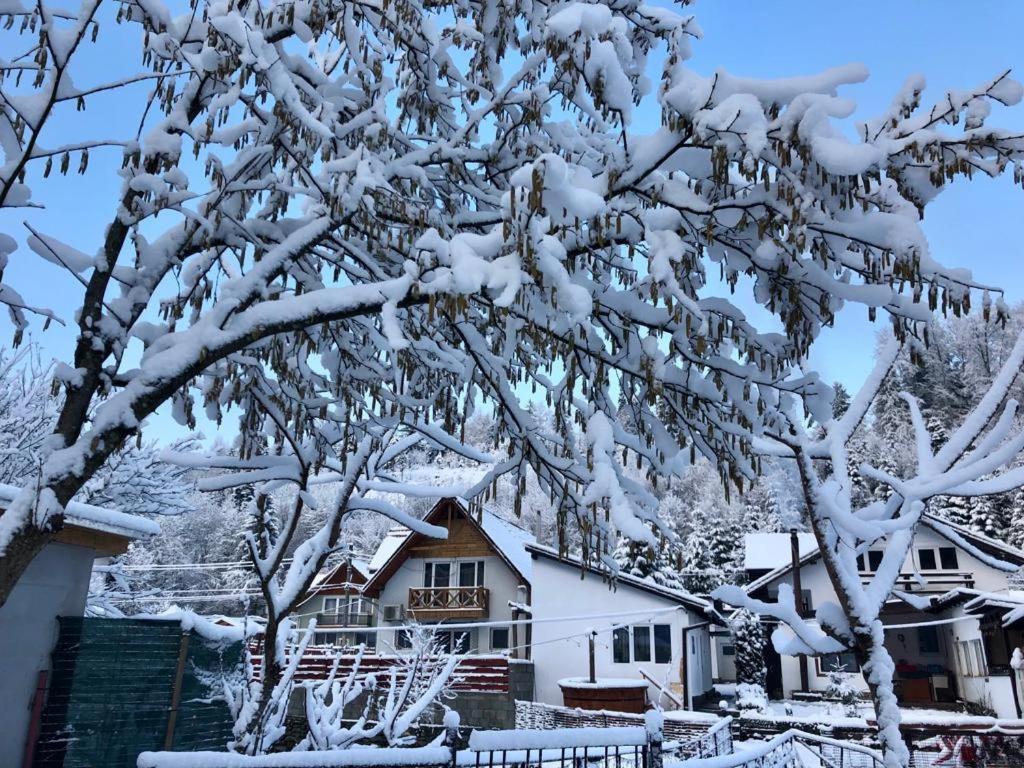 Villa Podul De Brazi - Fir Bridge Cîrţişoara Exterior foto